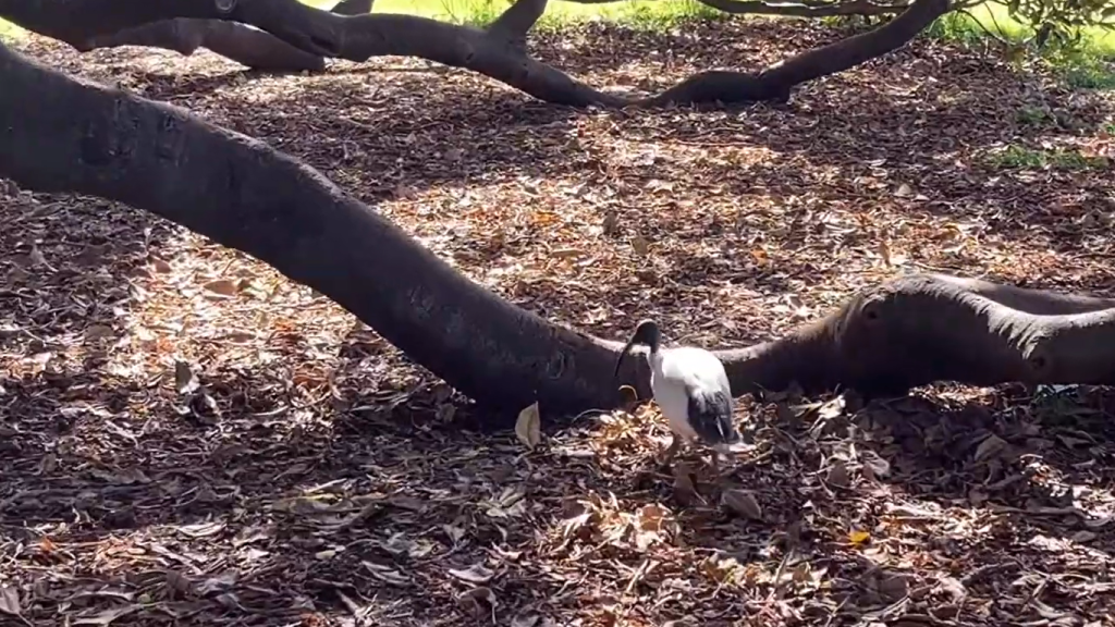 Gambar Area Royal Botanical Garden di Sydney, Australia (Sumber: Youtube Erika Ebisawa)