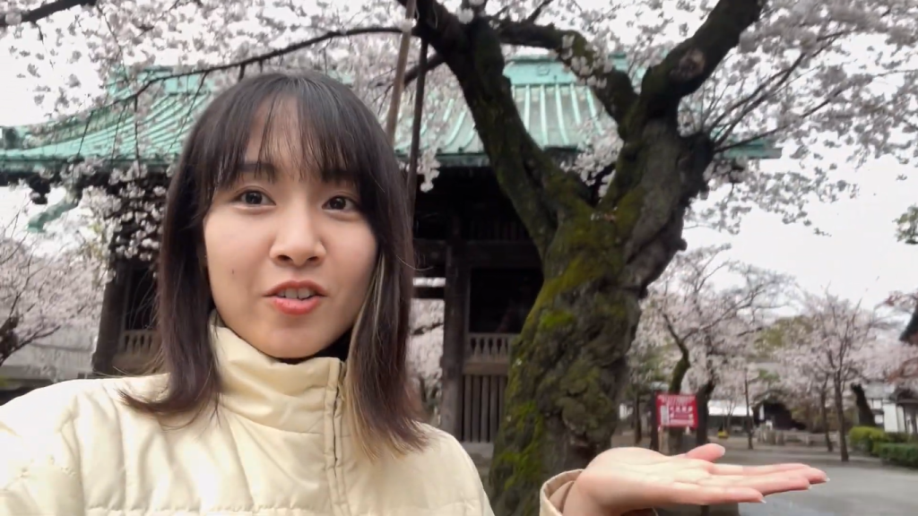 Gambar Pohon Sakura saat Musim Semi di Jepang (Sumber: Youtube Erikacang)