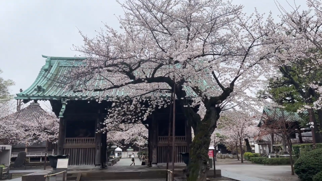 Gambar Pohon Sakura saat Musim Semi di Jepang (Sumber: Youtube Erikacang)
